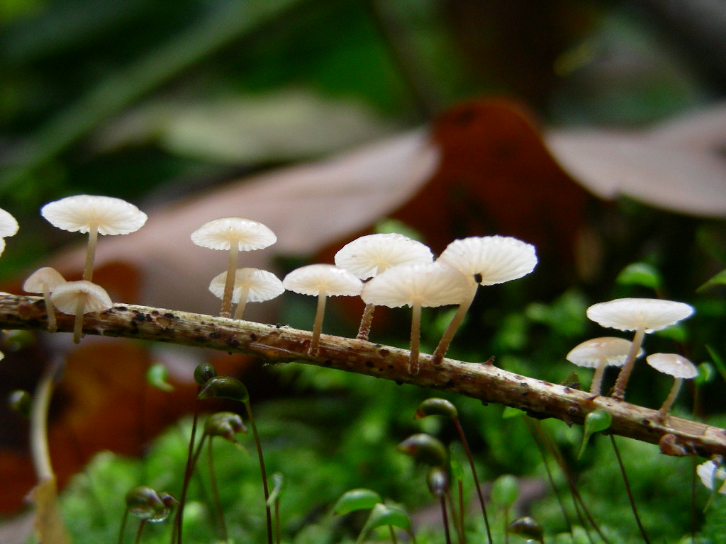 Funghi ... in miniature